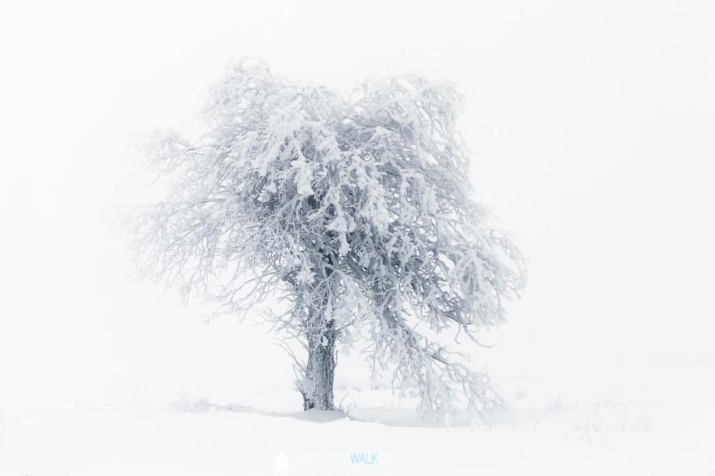 Eisbaum