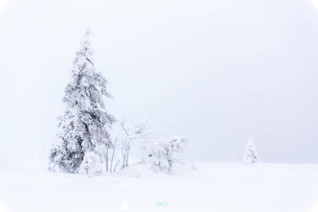 TWF_20171209_Schwarzwald_011