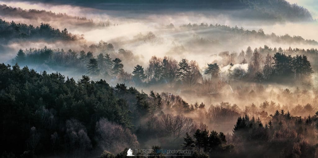 Nebel im Pfälzer Wald