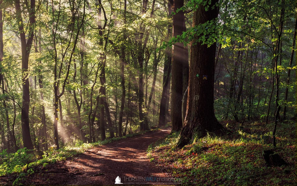 Sonnenstrahlen im Wald