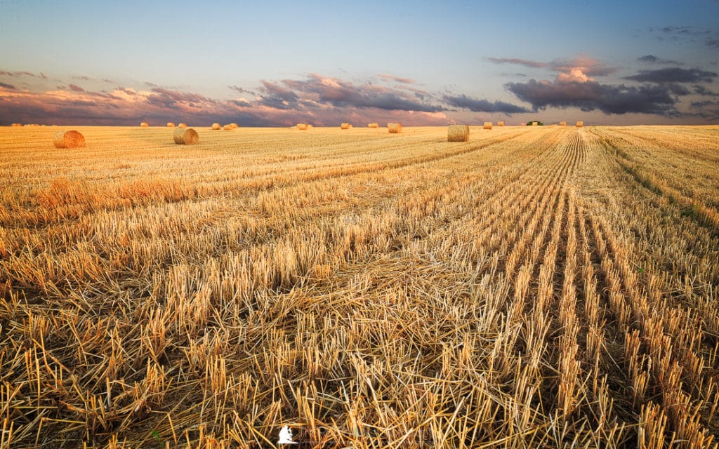 Sonnenuntergang Kornfeld