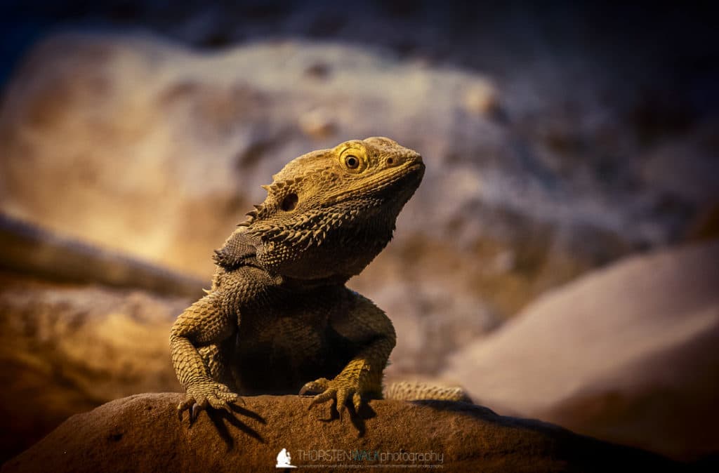Reptilium Landau #7