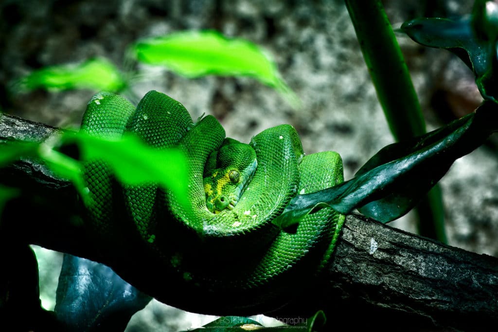 Reptilium Landau #1