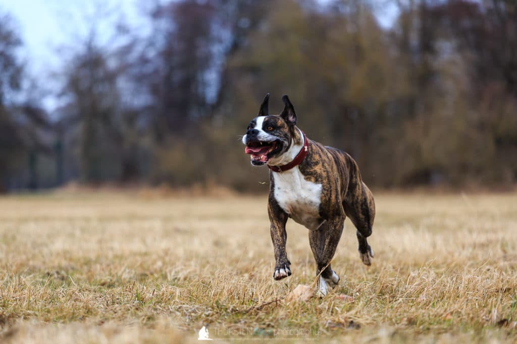 Boxerdame Emma 1