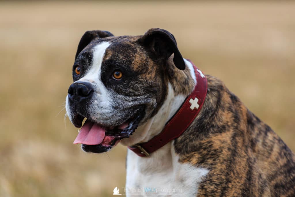 Boxerdame Emma 2