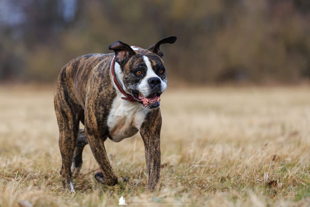Boxerdame Emma 3