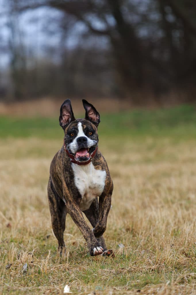 Boxerdame Emma 4
