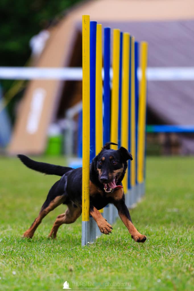 TWF_20170507_Tiere_014