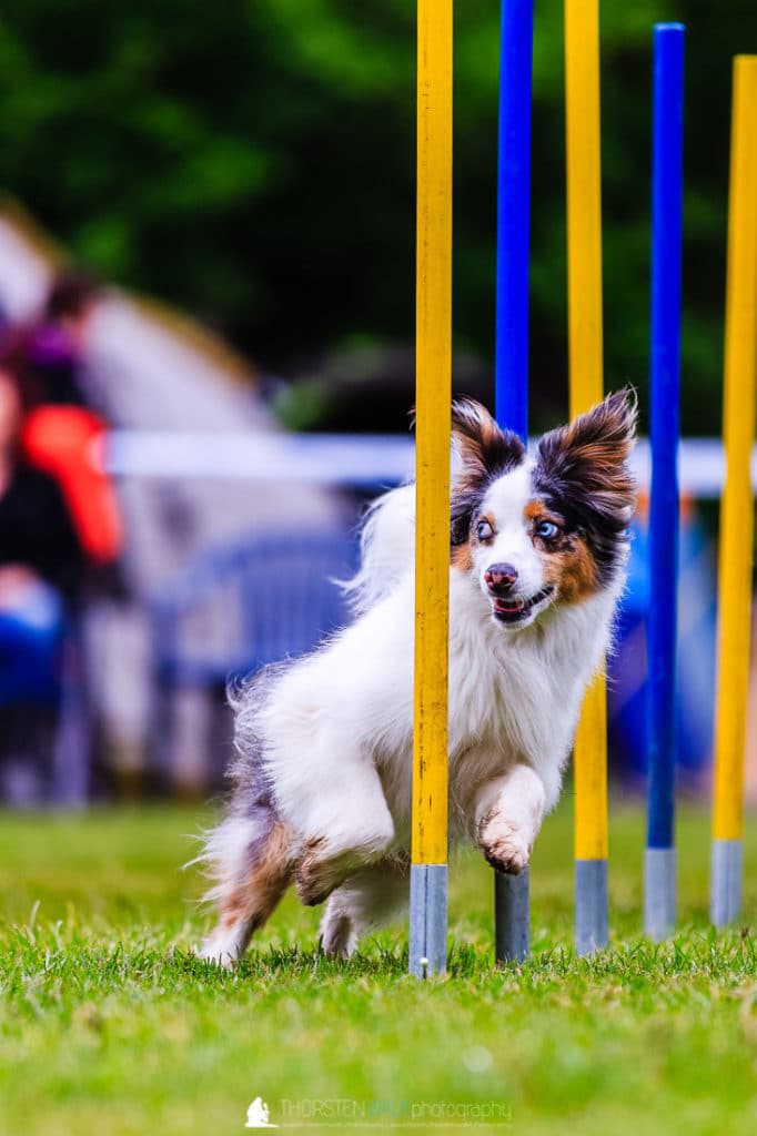 TWF_20170507_Tiere_017