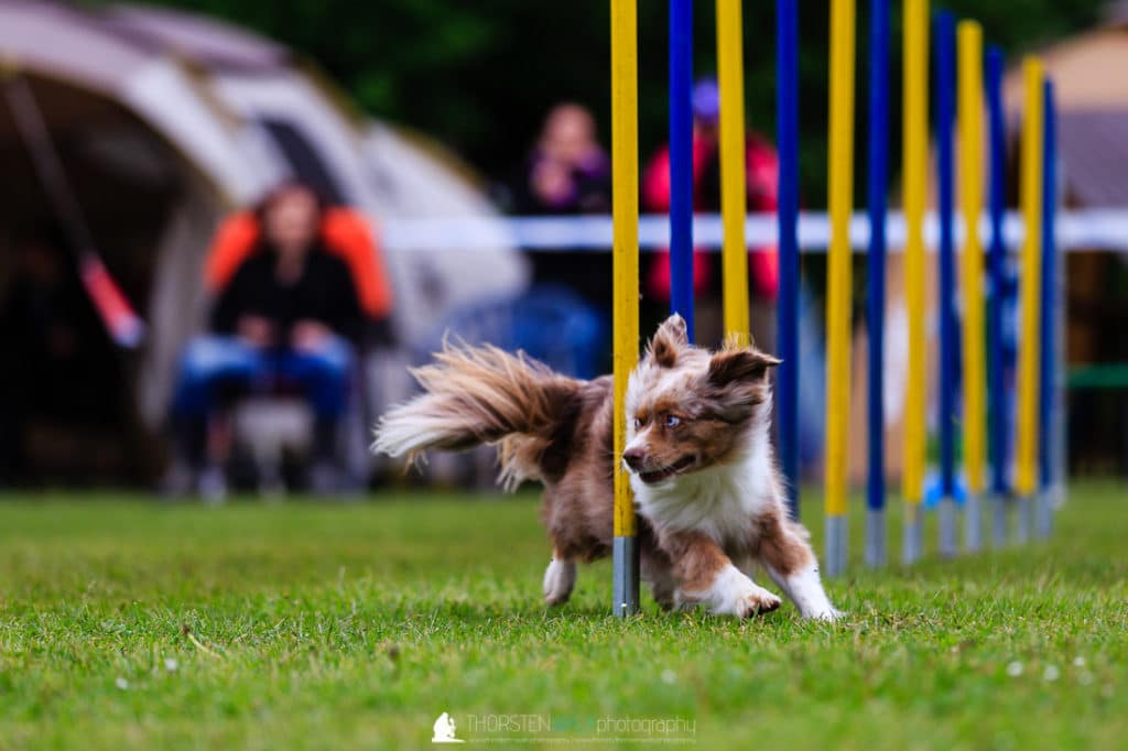 TWF_20170507_Tiere_019
