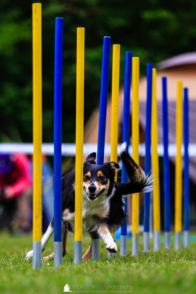 TWF_20170507_Tiere_020