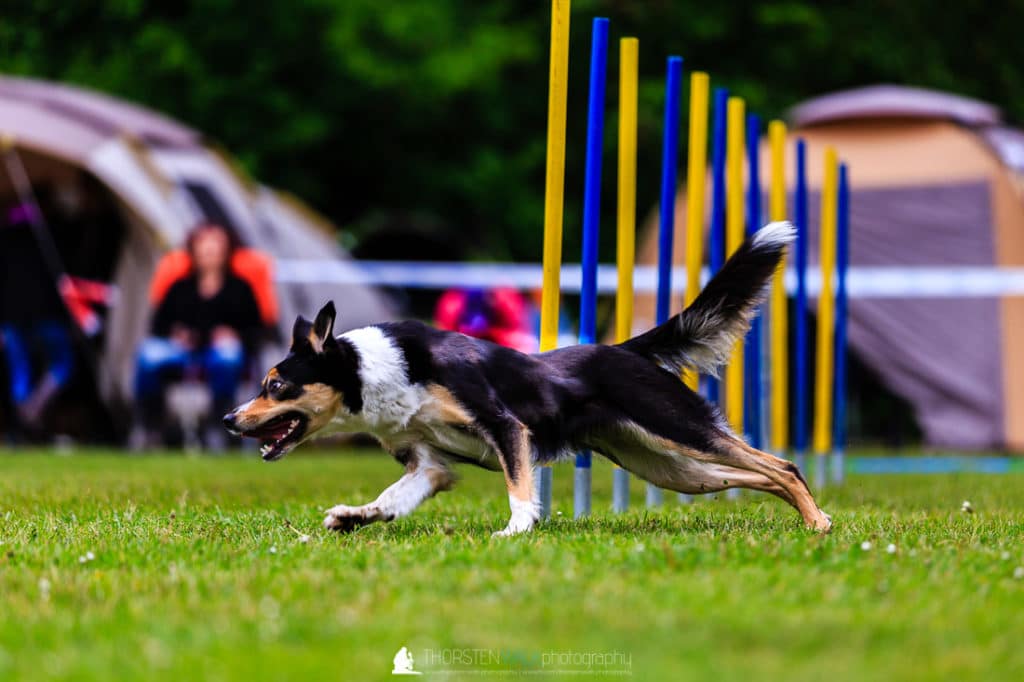 TWF_20170507_Tiere_021