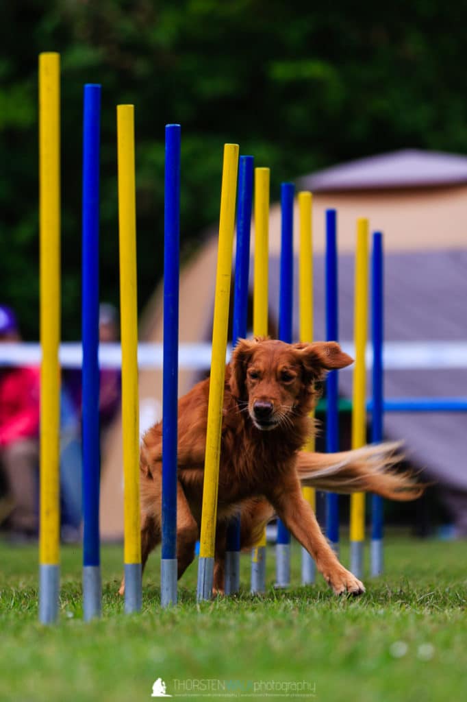 TWF_20170507_Tiere_022