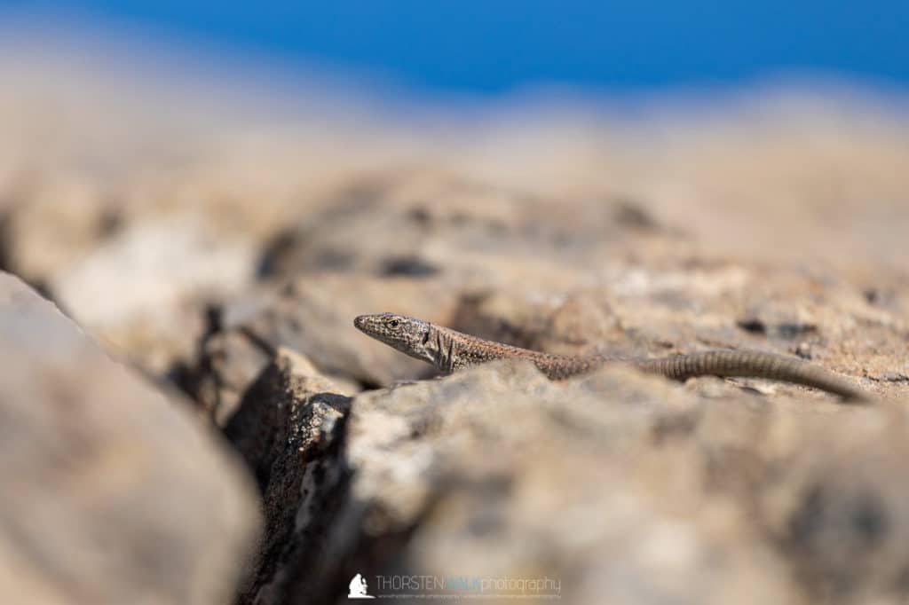 Ponta de São Lourenço - Tierwelt