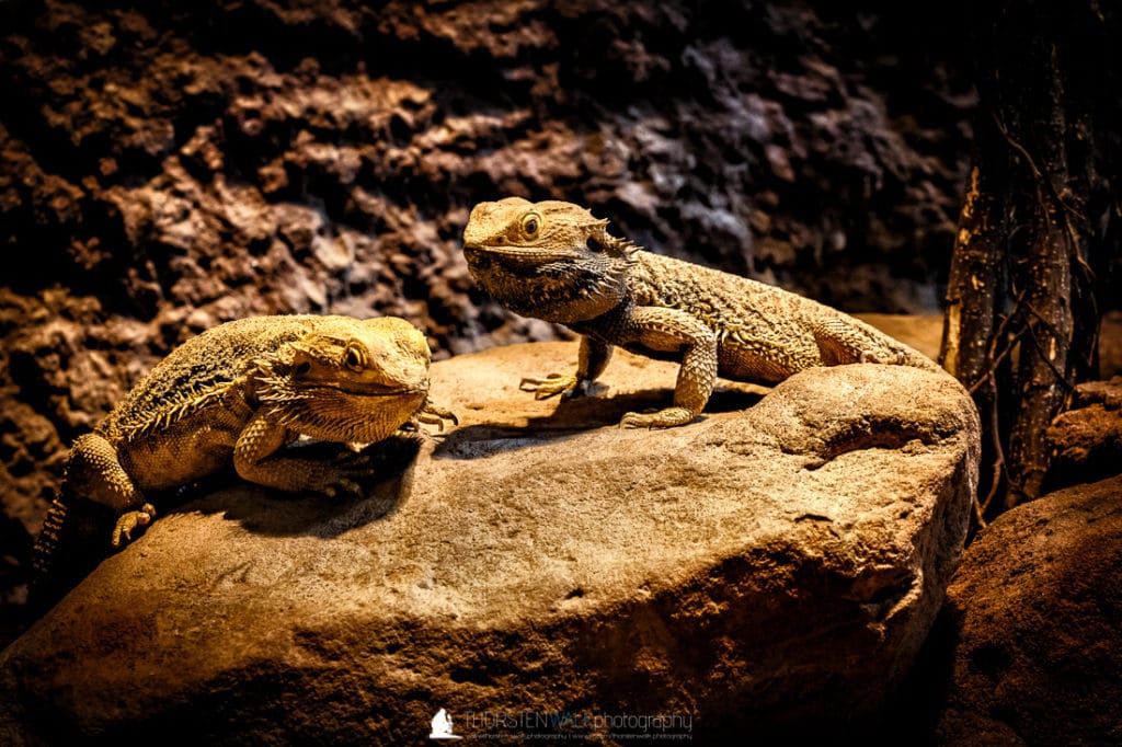 Reptilium Landau #6