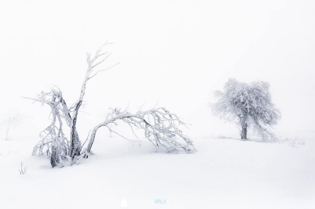 TWF_20170108_Schwarzwald_002
