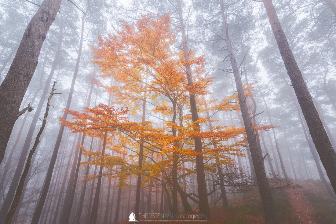 Trees & Forests
